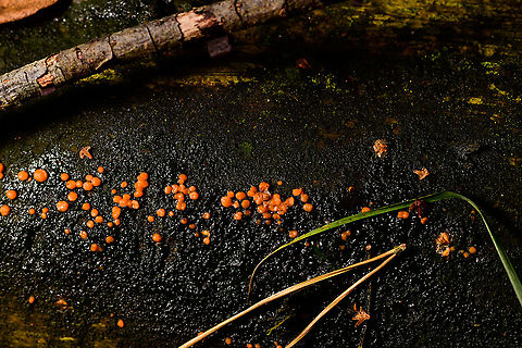 Common Jellyspot, Heeswijk-Dinther, Netherlands Common in the Netherlands, on different types of decaying wood. 
https://www.jungledragon.com/image/91566/common_jellyspot_-_closeup_heeswijk-dinther_netherlands.html
https://www.jungledragon.com/image/91567/common_jellyspot_-_deep_crop_heeswijk-dinther_netherlands.html Common Jellyspot,Dacrymyces stillatus,Europe,Heeswijk-Dinther,Netherlands,World