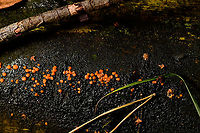 Common Jellyspot, Heeswijk-Dinther, Netherlands Common in the Netherlands, on different types of decaying wood. <br />
https://www.jungledragon.com/image/91566/common_jellyspot_-_closeup_heeswijk-dinther_netherlands.html<br />
https://www.jungledragon.com/image/91567/common_jellyspot_-_deep_crop_heeswijk-dinther_netherlands.html Common Jellyspot,Dacrymyces stillatus,Europe,Heeswijk-Dinther,Netherlands,World