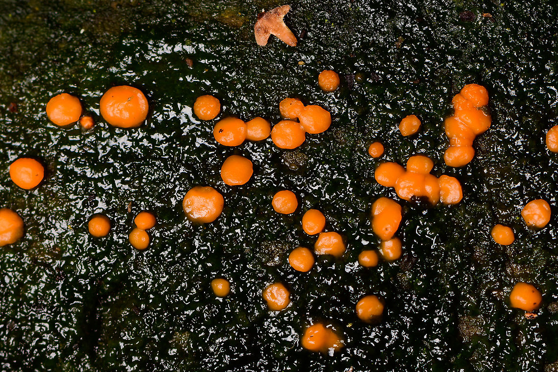 Common Jellyspot - closeup, Heeswijk-Dinther, Netherlands Common in the Netherlands, on different types of decaying wood. <br />
<figure class="photo"><a href="https://www.jungledragon.com/image/91565/common_jellyspot_heeswijk-dinther_netherlands.html" title="Common Jellyspot, Heeswijk-Dinther, Netherlands"><img src="https://s3.amazonaws.com/media.jungledragon.com/images/2/91565_thumb.jpg?AWSAccessKeyId=05GMT0V3GWVNE7GGM1R2&Expires=1769040010&Signature=SQB%2FkU%2BkzTcKWls2i29rBsdNnok%3D" width="200" height="134" alt="Common Jellyspot, Heeswijk-Dinther, Netherlands Common in the Netherlands, on different types of decaying wood. <br />
https://www.jungledragon.com/image/91566/common_jellyspot_-_closeup_heeswijk-dinther_netherlands.html<br />
https://www.jungledragon.com/image/91567/common_jellyspot_-_deep_crop_heeswijk-dinther_netherlands.html Common Jellyspot,Dacrymyces stillatus,Europe,Heeswijk-Dinther,Netherlands,World" /></a></figure><br />
<figure class="photo"><a href="https://www.jungledragon.com/image/91567/common_jellyspot_-_deep_crop_heeswijk-dinther_netherlands.html" title="Common Jellyspot - deep crop, Heeswijk-Dinther, Netherlands"><img src="https://s3.amazonaws.com/media.jungledragon.com/images/2/91567_thumb.jpg?AWSAccessKeyId=05GMT0V3GWVNE7GGM1R2&Expires=1769040010&Signature=069fWH4vr8gxOv%2F3pjuirJti8m4%3D" width="200" height="134" alt="Common Jellyspot - deep crop, Heeswijk-Dinther, Netherlands Common in the Netherlands, on different types of decaying wood. <br />
https://www.jungledragon.com/image/91565/common_jellyspot_heeswijk-dinther_netherlands.html<br />
https://www.jungledragon.com/image/91566/common_jellyspot_-_closeup_heeswijk-dinther_netherlands.html Common Jellyspot,Dacrymyces stillatus,Europe,Heeswijk-Dinther,Netherlands,World" /></a></figure> Common Jellyspot,Dacrymyces stillatus,Europe,Heeswijk-Dinther,Netherlands,World