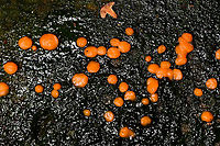 Common Jellyspot - closeup, Heeswijk-Dinther, Netherlands Common in the Netherlands, on different types of decaying wood. <br />
https://www.jungledragon.com/image/91565/common_jellyspot_heeswijk-dinther_netherlands.html<br />
https://www.jungledragon.com/image/91567/common_jellyspot_-_deep_crop_heeswijk-dinther_netherlands.html Common Jellyspot,Dacrymyces stillatus,Europe,Heeswijk-Dinther,Netherlands,World