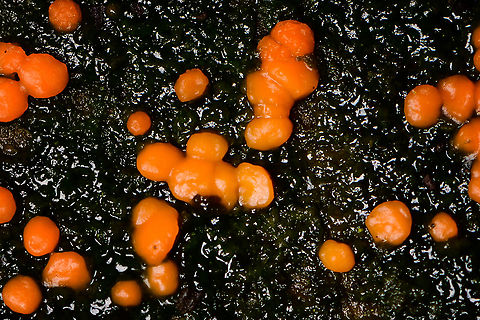 Common Jellyspot - deep crop, Heeswijk-Dinther, Netherlands Common in the Netherlands, on different types of decaying wood. 
https://www.jungledragon.com/image/91565/common_jellyspot_heeswijk-dinther_netherlands.html
https://www.jungledragon.com/image/91566/common_jellyspot_-_closeup_heeswijk-dinther_netherlands.html Common Jellyspot,Dacrymyces stillatus,Europe,Heeswijk-Dinther,Netherlands,World