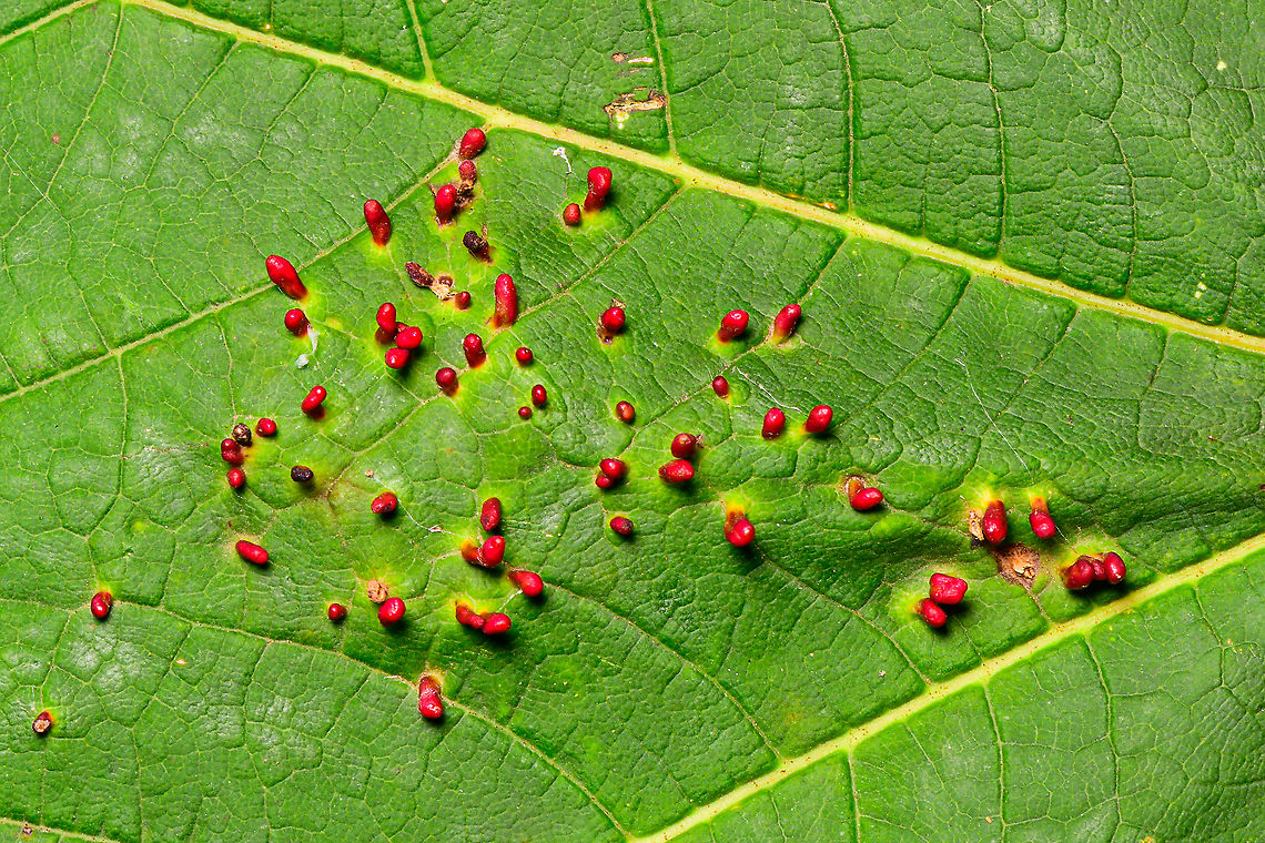 Maple Bladder-gall Mite, Heeswijk-Dinther, Netherlands Growing on the upper side of a leaf of a Acer pseudoplatanus (Sycamore maple). This is a pretty good reference to learn about the different galls these trees may contain:<br />
<a href="https://people.zeelandnet.nl/grada/gallen/W-Esdoorn.shtml" rel="nofollow">https://people.zeelandnet.nl/grada/gallen/W-Esdoorn.shtml</a><br />
<figure class="photo"><a href="https://www.jungledragon.com/image/91656/maple_bladder-gall_mite_-_leaf_heeswijk-dinther_netherlands.html" title="Maple Bladder-gall Mite - leaf, Heeswijk-Dinther, Netherlands"><img src="https://s3.amazonaws.com/media.jungledragon.com/images/2/91656_thumb.jpg?AWSAccessKeyId=05GMT0V3GWVNE7GGM1R2&Expires=1759968010&Signature=jY3NwIpxHZzYaquX146Wo%2FuHpP8%3D" width="200" height="184" alt="Maple Bladder-gall Mite - leaf, Heeswijk-Dinther, Netherlands Growing on the upper side of a leaf of a Acer pseudoplatanus (Sycamore maple). This is a pretty good reference to learn about the different galls these trees may contain:<br />
https://people.zeelandnet.nl/grada/gallen/W-Esdoorn.shtml<br />
https://www.jungledragon.com/image/91655/maple_bladder-gall_mite_heeswijk-dinther_netherlands.html<br />
https://www.jungledragon.com/image/91657/maple_bladder-gall_mite_-_side_view_heeswijk-dinther_netherlands.html Europe,Heeswijk-Dinther,Maple Bladder-gall Mite,Netherlands,Vasates quadripedes,World" /></a></figure><br />
<figure class="photo"><a href="https://www.jungledragon.com/image/91657/maple_bladder-gall_mite_-_side_view_heeswijk-dinther_netherlands.html" title="Maple Bladder-gall Mite - side view, Heeswijk-Dinther, Netherlands"><img src="https://s3.amazonaws.com/media.jungledragon.com/images/2/91657_thumb.jpg?AWSAccessKeyId=05GMT0V3GWVNE7GGM1R2&Expires=1759968010&Signature=YUKPhIyZczqt%2F8g8jeEnxQkYWQs%3D" width="200" height="134" alt="Maple Bladder-gall Mite - side view, Heeswijk-Dinther, Netherlands Growing on the upper side of a leaf of a Acer pseudoplatanus (Sycamore maple). This is a pretty good reference to learn about the different galls these trees may contain:<br />
https://people.zeelandnet.nl/grada/gallen/W-Esdoorn.shtml<br />
https://www.jungledragon.com/image/91655/maple_bladder-gall_mite_heeswijk-dinther_netherlands.html<br />
https://www.jungledragon.com/image/91656/maple_bladder-gall_mite_-_leaf_heeswijk-dinther_netherlands.html Europe,Heeswijk-Dinther,Maple Bladder-gall Mite,Netherlands,Vasates quadripedes,World" /></a></figure> Europe,Heeswijk-Dinther,Maple Bladder-gall Mite,Netherlands,Vasates quadripedes,World