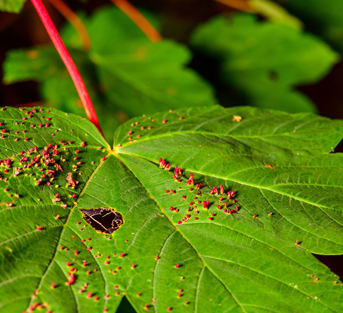 Maple Bladder-gall Mite - leaf, Heeswijk-Dinther, Netherlands Growing on the upper side of a leaf of a Acer pseudoplatanus (Sycamore maple). This is a pretty good reference to learn about the different galls these trees may contain:<br />
<a href="https://people.zeelandnet.nl/grada/gallen/W-Esdoorn.shtml" rel="nofollow">https://people.zeelandnet.nl/grada/gallen/W-Esdoorn.shtml</a><br />
<figure class="photo"><a href="https://www.jungledragon.com/image/91655/maple_bladder-gall_mite_heeswijk-dinther_netherlands.html" title="Maple Bladder-gall Mite, Heeswijk-Dinther, Netherlands"><img src="https://s3.amazonaws.com/media.jungledragon.com/images/2/91655_thumb.jpg?AWSAccessKeyId=05GMT0V3GWVNE7GGM1R2&Expires=1759968010&Signature=kGl75CFGQ3Ubk2svHgshWBiHSCI%3D" width="200" height="134" alt="Maple Bladder-gall Mite, Heeswijk-Dinther, Netherlands Growing on the upper side of a leaf of a Acer pseudoplatanus (Sycamore maple). This is a pretty good reference to learn about the different galls these trees may contain:<br />
https://people.zeelandnet.nl/grada/gallen/W-Esdoorn.shtml<br />
https://www.jungledragon.com/image/91656/maple_bladder-gall_mite_-_leaf_heeswijk-dinther_netherlands.html<br />
https://www.jungledragon.com/image/91657/maple_bladder-gall_mite_-_side_view_heeswijk-dinther_netherlands.html Europe,Heeswijk-Dinther,Maple Bladder-gall Mite,Netherlands,Vasates quadripedes,World" /></a></figure><br />
<figure class="photo"><a href="https://www.jungledragon.com/image/91657/maple_bladder-gall_mite_-_side_view_heeswijk-dinther_netherlands.html" title="Maple Bladder-gall Mite - side view, Heeswijk-Dinther, Netherlands"><img src="https://s3.amazonaws.com/media.jungledragon.com/images/2/91657_thumb.jpg?AWSAccessKeyId=05GMT0V3GWVNE7GGM1R2&Expires=1759968010&Signature=YUKPhIyZczqt%2F8g8jeEnxQkYWQs%3D" width="200" height="134" alt="Maple Bladder-gall Mite - side view, Heeswijk-Dinther, Netherlands Growing on the upper side of a leaf of a Acer pseudoplatanus (Sycamore maple). This is a pretty good reference to learn about the different galls these trees may contain:<br />
https://people.zeelandnet.nl/grada/gallen/W-Esdoorn.shtml<br />
https://www.jungledragon.com/image/91655/maple_bladder-gall_mite_heeswijk-dinther_netherlands.html<br />
https://www.jungledragon.com/image/91656/maple_bladder-gall_mite_-_leaf_heeswijk-dinther_netherlands.html Europe,Heeswijk-Dinther,Maple Bladder-gall Mite,Netherlands,Vasates quadripedes,World" /></a></figure> Europe,Heeswijk-Dinther,Maple Bladder-gall Mite,Netherlands,Vasates quadripedes,World