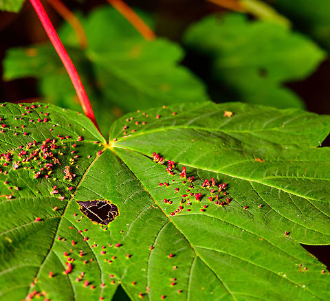 Maple Bladder-gall Mite - leaf, Heeswijk-Dinther, Netherlands Growing on the upper side of a leaf of a Acer pseudoplatanus (Sycamore maple). This is a pretty good reference to learn about the different galls these trees may contain:
https://people.zeelandnet.nl/grada/gallen/W-Esdoorn.shtml
https://www.jungledragon.com/image/91655/maple_bladder-gall_mite_heeswijk-dinther_netherlands.html
https://www.jungledragon.com/image/91657/maple_bladder-gall_mite_-_side_view_heeswijk-dinther_netherlands.html Europe,Heeswijk-Dinther,Maple Bladder-gall Mite,Netherlands,Vasates quadripedes,World