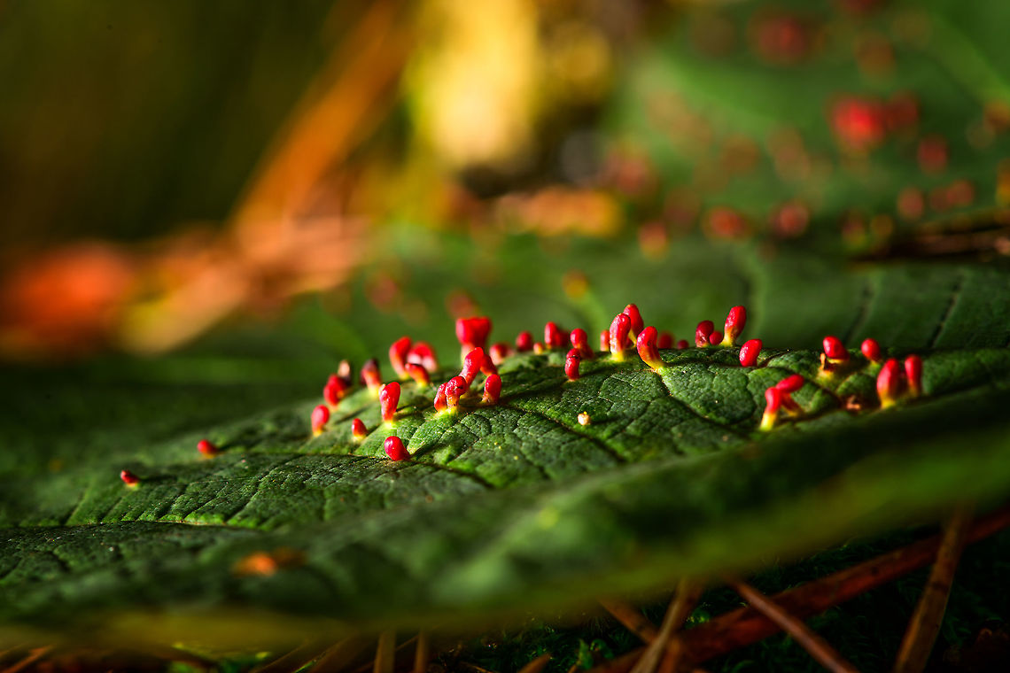 Maple Bladder-gall Mite - side view, Heeswijk-Dinther, Netherlands Growing on the upper side of a leaf of a Acer pseudoplatanus (Sycamore maple). This is a pretty good reference to learn about the different galls these trees may contain:<br />
<a href="https://people.zeelandnet.nl/grada/gallen/W-Esdoorn.shtml" rel="nofollow">https://people.zeelandnet.nl/grada/gallen/W-Esdoorn.shtml</a><br />
<figure class="photo"><a href="https://www.jungledragon.com/image/91655/maple_bladder-gall_mite_heeswijk-dinther_netherlands.html" title="Maple Bladder-gall Mite, Heeswijk-Dinther, Netherlands"><img src="https://s3.amazonaws.com/media.jungledragon.com/images/2/91655_thumb.jpg?AWSAccessKeyId=05GMT0V3GWVNE7GGM1R2&Expires=1767225610&Signature=2dY3OcAuLAQO9sdH1MyUhTfbu7Y%3D" width="200" height="134" alt="Maple Bladder-gall Mite, Heeswijk-Dinther, Netherlands Growing on the upper side of a leaf of a Acer pseudoplatanus (Sycamore maple). This is a pretty good reference to learn about the different galls these trees may contain:<br />
https://people.zeelandnet.nl/grada/gallen/W-Esdoorn.shtml<br />
https://www.jungledragon.com/image/91656/maple_bladder-gall_mite_-_leaf_heeswijk-dinther_netherlands.html<br />
https://www.jungledragon.com/image/91657/maple_bladder-gall_mite_-_side_view_heeswijk-dinther_netherlands.html Europe,Heeswijk-Dinther,Maple Bladder-gall Mite,Netherlands,Vasates quadripedes,World" /></a></figure><br />
<figure class="photo"><a href="https://www.jungledragon.com/image/91656/maple_bladder-gall_mite_-_leaf_heeswijk-dinther_netherlands.html" title="Maple Bladder-gall Mite - leaf, Heeswijk-Dinther, Netherlands"><img src="https://s3.amazonaws.com/media.jungledragon.com/images/2/91656_thumb.jpg?AWSAccessKeyId=05GMT0V3GWVNE7GGM1R2&Expires=1767225610&Signature=jQfPWMSZiV%2FBkbma%2BvEu1U3lUqU%3D" width="200" height="184" alt="Maple Bladder-gall Mite - leaf, Heeswijk-Dinther, Netherlands Growing on the upper side of a leaf of a Acer pseudoplatanus (Sycamore maple). This is a pretty good reference to learn about the different galls these trees may contain:<br />
https://people.zeelandnet.nl/grada/gallen/W-Esdoorn.shtml<br />
https://www.jungledragon.com/image/91655/maple_bladder-gall_mite_heeswijk-dinther_netherlands.html<br />
https://www.jungledragon.com/image/91657/maple_bladder-gall_mite_-_side_view_heeswijk-dinther_netherlands.html Europe,Heeswijk-Dinther,Maple Bladder-gall Mite,Netherlands,Vasates quadripedes,World" /></a></figure> Europe,Heeswijk-Dinther,Maple Bladder-gall Mite,Netherlands,Vasates quadripedes,World