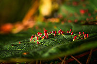 Maple Bladder-gall Mite - side view, Heeswijk-Dinther, Netherlands Growing on the upper side of a leaf of a Acer pseudoplatanus (Sycamore maple). This is a pretty good reference to learn about the different galls these trees may contain:<br />
https://people.zeelandnet.nl/grada/gallen/W-Esdoorn.shtml<br />
https://www.jungledragon.com/image/91655/maple_bladder-gall_mite_heeswijk-dinther_netherlands.html<br />
https://www.jungledragon.com/image/91656/maple_bladder-gall_mite_-_leaf_heeswijk-dinther_netherlands.html Europe,Heeswijk-Dinther,Maple Bladder-gall Mite,Netherlands,Vasates quadripedes,World