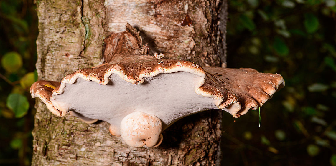 Artist's Fungus, Heeswijk-Dinther, Netherlands  Artist's Fungus,Europe,Ganoderma applanatum,Heeswijk-Dinther,Netherlands,World