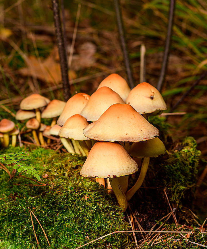 Sulphur tuft, Heeswijk-Dinther, Netherlands  Europe,Heeswijk-Dinther,Netherlands,World