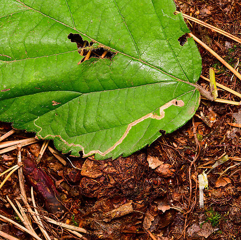 Unknown leafminer, Heeswijk-Dinther,Netherlands I'm not really sure what type of leaf this is. Europe,Heeswijk-Dinther,Netherlands,World