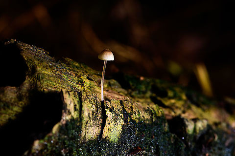 Lone Mycena sp. on rotting wood, Heeswijk-Dinther,Netherlands Making of: off-camera flash with diffuser parked to the side on the forest floor.  Europe,Heeswijk-Dinther,Netherlands,World