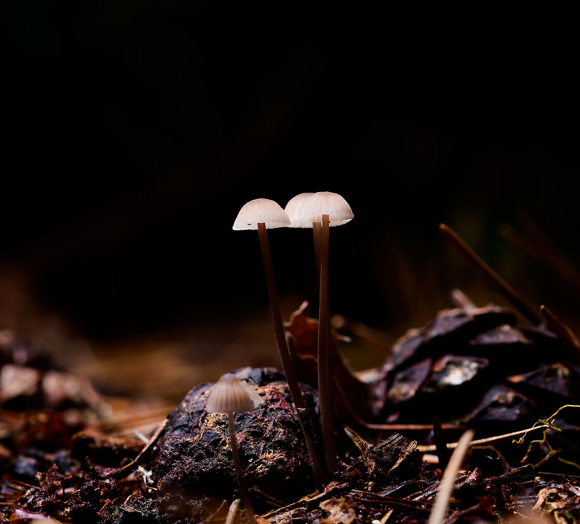 Mycena lampshade, Heeswijk-Dinther, Netherlands Another example of experimenting with off-camera flash. These are out of camera shots (only minor contrast changes), no Photoshop magic involved. <br />
<br />
First, natural light is removed by using f/20 and ISO64. Next, flash light is added, making it the only light source in the scene. In this example, a single diffused flash light from above. Diffusion is needed because direct flash is too much for a mycena, it will overexpose and become pure white, because it's so translucent and bouncy. Another reason to diffuse is to have soft light on the floor, without hard shadows. <br />
<br />
Even with diffused flash it took me 3-5 tries to get the correct distance, between underexposure and overexposure. Alternatively, some people use small continuous lights (LED), it's easier to predict what will happen *before* taking the shot.<br />
<br />
Also including a "normal" shot for the sake of knowing the real color of this species, or if you're not a fan of such light experiments :)<br />
<figure class="photo"><a href="https://www.jungledragon.com/image/91756/mycena_lampshade_-_closeup_heeswijk-dinther_netherlands.html" title="Mycena lampshade - closeup, Heeswijk-Dinther, Netherlands"><img src="https://s3.amazonaws.com/media.jungledragon.com/images/2/91756_thumb.jpg?AWSAccessKeyId=05GMT0V3GWVNE7GGM1R2&Expires=1770854410&Signature=mrzFvMzwC9bZGzDUcBp376FJTek%3D" width="200" height="106" alt="Mycena lampshade - closeup, Heeswijk-Dinther, Netherlands Another example of experimenting with off-camera flash. These are out of camera shots (only minor contrast changes), no Photoshop magic involved. <br />
<br />
First, natural light is removed by using f/20 and ISO64. Next, flash light is added, making it the only light source in the scene. In this example, a single diffused flash light from above. Diffusion is needed because direct flash is too much for a mycena, it will overexpose and become pure white, because it's so translucent and bouncy. Another reason to diffuse is to have soft light on the floor, without hard shadows. <br />
<br />
Even with diffused flash it took me 3-5 tries to get the correct distance, between underexposure and overexposure. Alternatively, some people use small continuous lights (LED), it's easier to predict what will happen *before* taking the shot.<br />
<br />
Also including a "normal" shot for the sake of knowing the real color of this species, or if you're not a fan of such light experiments :)<br />
https://www.jungledragon.com/image/91755/mycena_lampshade_heeswijk-dinther_netherlands.html<br />
https://www.jungledragon.com/image/91757/mycena_lampshade_-_natural_heeswijk-dinther_netherlands.html Europe,Heeswijk-Dinther,Netherlands,World" /></a></figure><br />
<figure class="photo"><a href="https://www.jungledragon.com/image/91757/mycena_lampshade_-_natural_heeswijk-dinther_netherlands.html" title="Mycena lampshade - natural, Heeswijk-Dinther, Netherlands"><img src="https://s3.amazonaws.com/media.jungledragon.com/images/2/91757_thumb.jpg?AWSAccessKeyId=05GMT0V3GWVNE7GGM1R2&Expires=1770854410&Signature=o70ighxSf8N1FwIX2J8Px%2ByYQdk%3D" width="150" height="152" alt="Mycena lampshade - natural, Heeswijk-Dinther, Netherlands Another example of experimenting with off-camera flash. These are out of camera shots (only minor contrast changes), no Photoshop magic involved. <br />
<br />
First, natural light is removed by using f/20 and ISO64. Next, flash light is added, making it the only light source in the scene. In this example, a single diffused flash light from above. Diffusion is needed because direct flash is too much for a mycena, it will overexpose and become pure white, because it's so translucent and bouncy. Another reason to diffuse is to have soft light on the floor, without hard shadows. <br />
<br />
Even with diffused flash it took me 3-5 tries to get the correct distance, between underexposure and overexposure. Alternatively, some people use small continuous lights (LED), it's easier to predict what will happen *before* taking the shot.<br />
<br />
Also including a "normal" shot for the sake of knowing the real color of this species, or if you're not a fan of such light experiments :)<br />
https://www.jungledragon.com/image/91755/mycena_lampshade_heeswijk-dinther_netherlands.html<br />
https://www.jungledragon.com/image/91756/mycena_lampshade_-_closeup_heeswijk-dinther_netherlands.html Europe,Heeswijk-Dinther,Netherlands,World" /></a></figure> Europe,Heeswijk-Dinther,Netherlands,World