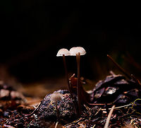 Mycena lampshade, Heeswijk-Dinther, Netherlands Another example of experimenting with off-camera flash. These are out of camera shots (only minor contrast changes), no Photoshop magic involved. <br />
<br />
First, natural light is removed by using f/20 and ISO64. Next, flash light is added, making it the only light source in the scene. In this example, a single diffused flash light from above. Diffusion is needed because direct flash is too much for a mycena, it will overexpose and become pure white, because it's so translucent and bouncy. Another reason to diffuse is to have soft light on the floor, without hard shadows. <br />
<br />
Even with diffused flash it took me 3-5 tries to get the correct distance, between underexposure and overexposure. Alternatively, some people use small continuous lights (LED), it's easier to predict what will happen *before* taking the shot.<br />
<br />
Also including a "normal" shot for the sake of knowing the real color of this species, or if you're not a fan of such light experiments :)<br />
https://www.jungledragon.com/image/91756/mycena_lampshade_-_closeup_heeswijk-dinther_netherlands.html<br />
https://www.jungledragon.com/image/91757/mycena_lampshade_-_natural_heeswijk-dinther_netherlands.html Europe,Heeswijk-Dinther,Netherlands,World