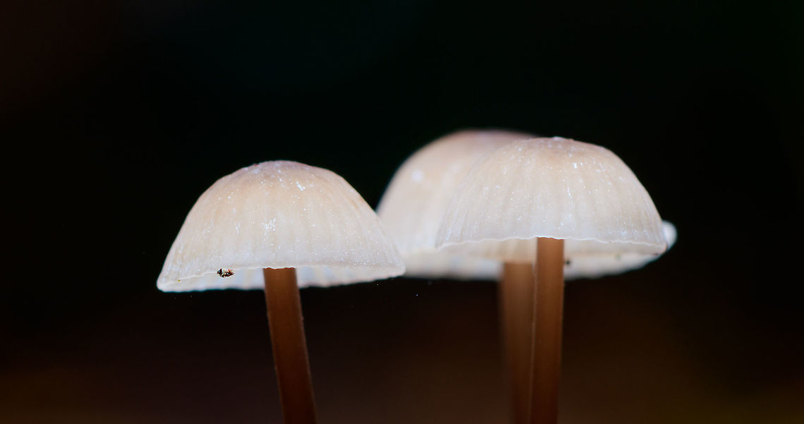 Mycena lampshade - closeup, Heeswijk-Dinther, Netherlands Another example of experimenting with off-camera flash. These are out of camera shots (only minor contrast changes), no Photoshop magic involved. <br />
<br />
First, natural light is removed by using f/20 and ISO64. Next, flash light is added, making it the only light source in the scene. In this example, a single diffused flash light from above. Diffusion is needed because direct flash is too much for a mycena, it will overexpose and become pure white, because it&#039;s so translucent and bouncy. Another reason to diffuse is to have soft light on the floor, without hard shadows. <br />
<br />
Even with diffused flash it took me 3-5 tries to get the correct distance, between underexposure and overexposure. Alternatively, some people use small continuous lights (LED), it&#039;s easier to predict what will happen *before* taking the shot.<br />
<br />
Also including a &quot;normal&quot; shot for the sake of knowing the real color of this species, or if you&#039;re not a fan of such light experiments :)<br />
<figure class="photo"><a href="https://www.jungledragon.com/image/91755/mycena_lampshade_heeswijk-dinther_netherlands.html" title="Mycena lampshade, Heeswijk-Dinther, Netherlands"><img src="https://s3.amazonaws.com/media.jungledragon.com/images/2/91755_thumb.jpg?AWSAccessKeyId=05GMT0V3GWVNE7GGM1R2&Expires=1759968010&Signature=ZrO9iFlhUNh%2FO0Zy%2B7raRq8X7GU%3D" width="200" height="182" alt="Mycena lampshade, Heeswijk-Dinther, Netherlands Another example of experimenting with off-camera flash. These are out of camera shots (only minor contrast changes), no Photoshop magic involved. <br />
<br />
First, natural light is removed by using f/20 and ISO64. Next, flash light is added, making it the only light source in the scene. In this example, a single diffused flash light from above. Diffusion is needed because direct flash is too much for a mycena, it will overexpose and become pure white, because it&#039;s so translucent and bouncy. Another reason to diffuse is to have soft light on the floor, without hard shadows. <br />
<br />
Even with diffused flash it took me 3-5 tries to get the correct distance, between underexposure and overexposure. Alternatively, some people use small continuous lights (LED), it&#039;s easier to predict what will happen *before* taking the shot.<br />
<br />
Also including a &quot;normal&quot; shot for the sake of knowing the real color of this species, or if you&#039;re not a fan of such light experiments :)<br />
https://www.jungledragon.com/image/91756/mycena_lampshade_-_closeup_heeswijk-dinther_netherlands.html<br />
https://www.jungledragon.com/image/91757/mycena_lampshade_-_natural_heeswijk-dinther_netherlands.html Europe,Heeswijk-Dinther,Netherlands,World" /></a></figure><br />
<figure class="photo"><a href="https://www.jungledragon.com/image/91757/mycena_lampshade_-_natural_heeswijk-dinther_netherlands.html" title="Mycena lampshade - natural, Heeswijk-Dinther, Netherlands"><img src="https://s3.amazonaws.com/media.jungledragon.com/images/2/91757_thumb.jpg?AWSAccessKeyId=05GMT0V3GWVNE7GGM1R2&Expires=1759968010&Signature=g0Ojo5Xhn29U%2BFLNSrD1KPuGoak%3D" width="150" height="152" alt="Mycena lampshade - natural, Heeswijk-Dinther, Netherlands Another example of experimenting with off-camera flash. These are out of camera shots (only minor contrast changes), no Photoshop magic involved. <br />
<br />
First, natural light is removed by using f/20 and ISO64. Next, flash light is added, making it the only light source in the scene. In this example, a single diffused flash light from above. Diffusion is needed because direct flash is too much for a mycena, it will overexpose and become pure white, because it&#039;s so translucent and bouncy. Another reason to diffuse is to have soft light on the floor, without hard shadows. <br />
<br />
Even with diffused flash it took me 3-5 tries to get the correct distance, between underexposure and overexposure. Alternatively, some people use small continuous lights (LED), it&#039;s easier to predict what will happen *before* taking the shot.<br />
<br />
Also including a &quot;normal&quot; shot for the sake of knowing the real color of this species, or if you&#039;re not a fan of such light experiments :)<br />
https://www.jungledragon.com/image/91755/mycena_lampshade_heeswijk-dinther_netherlands.html<br />
https://www.jungledragon.com/image/91756/mycena_lampshade_-_closeup_heeswijk-dinther_netherlands.html Europe,Heeswijk-Dinther,Netherlands,World" /></a></figure> Europe,Heeswijk-Dinther,Netherlands,World