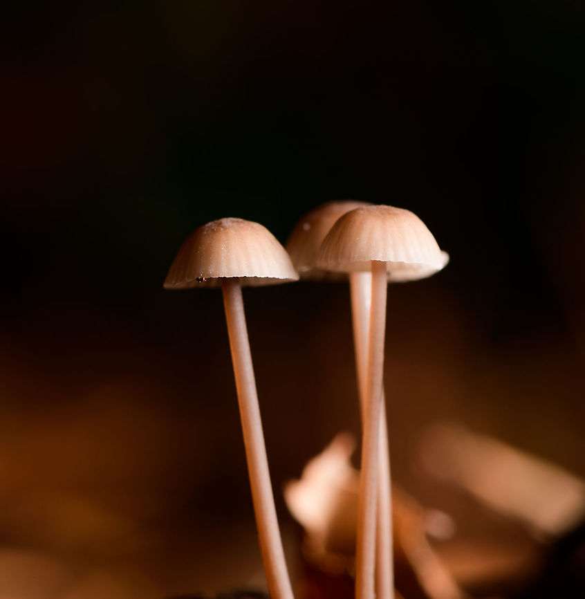 Mycena lampshade - natural, Heeswijk-Dinther, Netherlands Another example of experimenting with off-camera flash. These are out of camera shots (only minor contrast changes), no Photoshop magic involved. <br />
<br />
First, natural light is removed by using f/20 and ISO64. Next, flash light is added, making it the only light source in the scene. In this example, a single diffused flash light from above. Diffusion is needed because direct flash is too much for a mycena, it will overexpose and become pure white, because it's so translucent and bouncy. Another reason to diffuse is to have soft light on the floor, without hard shadows. <br />
<br />
Even with diffused flash it took me 3-5 tries to get the correct distance, between underexposure and overexposure. Alternatively, some people use small continuous lights (LED), it's easier to predict what will happen *before* taking the shot.<br />
<br />
Also including a "normal" shot for the sake of knowing the real color of this species, or if you're not a fan of such light experiments :)<br />
<figure class="photo"><a href="https://www.jungledragon.com/image/91755/mycena_lampshade_heeswijk-dinther_netherlands.html" title="Mycena lampshade, Heeswijk-Dinther, Netherlands"><img src="https://s3.amazonaws.com/media.jungledragon.com/images/2/91755_thumb.jpg?AWSAccessKeyId=05GMT0V3GWVNE7GGM1R2&Expires=1770854410&Signature=HCCFZeXD4mXBdrCJdmM2H1durSo%3D" width="200" height="182" alt="Mycena lampshade, Heeswijk-Dinther, Netherlands Another example of experimenting with off-camera flash. These are out of camera shots (only minor contrast changes), no Photoshop magic involved. <br />
<br />
First, natural light is removed by using f/20 and ISO64. Next, flash light is added, making it the only light source in the scene. In this example, a single diffused flash light from above. Diffusion is needed because direct flash is too much for a mycena, it will overexpose and become pure white, because it's so translucent and bouncy. Another reason to diffuse is to have soft light on the floor, without hard shadows. <br />
<br />
Even with diffused flash it took me 3-5 tries to get the correct distance, between underexposure and overexposure. Alternatively, some people use small continuous lights (LED), it's easier to predict what will happen *before* taking the shot.<br />
<br />
Also including a "normal" shot for the sake of knowing the real color of this species, or if you're not a fan of such light experiments :)<br />
https://www.jungledragon.com/image/91756/mycena_lampshade_-_closeup_heeswijk-dinther_netherlands.html<br />
https://www.jungledragon.com/image/91757/mycena_lampshade_-_natural_heeswijk-dinther_netherlands.html Europe,Heeswijk-Dinther,Netherlands,World" /></a></figure><br />
<figure class="photo"><a href="https://www.jungledragon.com/image/91756/mycena_lampshade_-_closeup_heeswijk-dinther_netherlands.html" title="Mycena lampshade - closeup, Heeswijk-Dinther, Netherlands"><img src="https://s3.amazonaws.com/media.jungledragon.com/images/2/91756_thumb.jpg?AWSAccessKeyId=05GMT0V3GWVNE7GGM1R2&Expires=1770854410&Signature=mrzFvMzwC9bZGzDUcBp376FJTek%3D" width="200" height="106" alt="Mycena lampshade - closeup, Heeswijk-Dinther, Netherlands Another example of experimenting with off-camera flash. These are out of camera shots (only minor contrast changes), no Photoshop magic involved. <br />
<br />
First, natural light is removed by using f/20 and ISO64. Next, flash light is added, making it the only light source in the scene. In this example, a single diffused flash light from above. Diffusion is needed because direct flash is too much for a mycena, it will overexpose and become pure white, because it's so translucent and bouncy. Another reason to diffuse is to have soft light on the floor, without hard shadows. <br />
<br />
Even with diffused flash it took me 3-5 tries to get the correct distance, between underexposure and overexposure. Alternatively, some people use small continuous lights (LED), it's easier to predict what will happen *before* taking the shot.<br />
<br />
Also including a "normal" shot for the sake of knowing the real color of this species, or if you're not a fan of such light experiments :)<br />
https://www.jungledragon.com/image/91755/mycena_lampshade_heeswijk-dinther_netherlands.html<br />
https://www.jungledragon.com/image/91757/mycena_lampshade_-_natural_heeswijk-dinther_netherlands.html Europe,Heeswijk-Dinther,Netherlands,World" /></a></figure> Europe,Heeswijk-Dinther,Netherlands,World