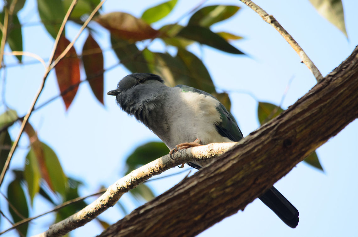 Cuckoo Roller (Leptosomus discolor) Meet one unusual bird of many in Madagascar: the Cuckoo roller. It it endemic to Madagascar and surrounding islands. Most noteable about this bird is its unusual large head and the metallic green look of its back feathers.<br />
<br />
On a technical note, I'm glad I always shoot in RAW, because this bird was fully in the shade, and only in RAW could I recover some visible detail. Andasibe,Cuckoo Roller,Leptosomus discolor,Madagascar