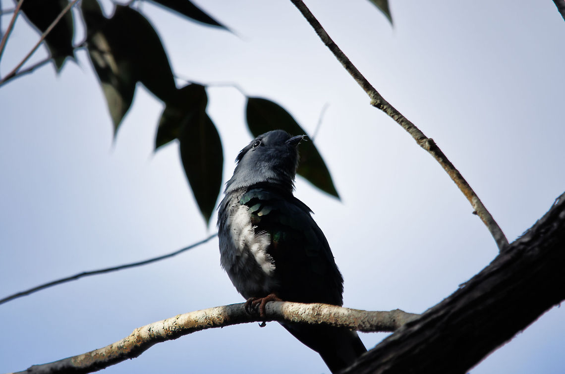 Cuckoo Roller enjoying the sun We found this beautiful endemic bird near the Vakona forest lodge, up high in the trees. It was stationed there for quite a while, which gave me time to switch to my 500mm.  Andasibe,Cuckoo Roller,Leptosomus discolor,Madagascar