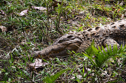 Madagascar Nile Crocodile This is a sub specie of the Nile Crocodile, endemic to Madagascar. This one is found in the Vakona forest lodge, an interesting small park, because it seems to focus on the non-famous creatures of Madagascar.  Andasibe,Crocodylus niloticus,Madagascar,Nile crocodile