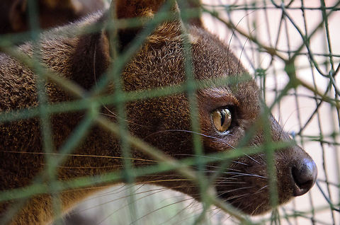 Fossa, the amazing lemur hunter Sadly this one is in captivity, but I have photos of a much larger, free fossa to share later. This animal is amazing and quite hard to categorize. Above all, for larger lemurs it is the only natural enemy in the whole of Madagascar.  Andasibe,Cryptoprocta ferox,Fossa,Geotagged,Madagascar