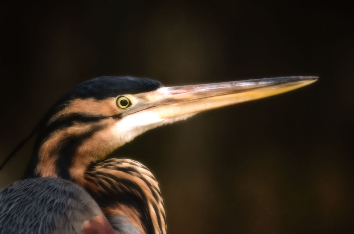 Purple Heron  closeup (Ardea purpurea madagascariensis) This is the Madagascar sub specie of the Purple Heron, Ardea purpurea madagascariensis, endemic to Madagascar. Andasibe,Ardea purpurea,Madagascar,Purple Heron