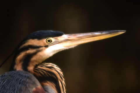 Purple Heron  closeup (Ardea purpurea madagascariensis) This is the Madagascar sub specie of the Purple Heron, Ardea purpurea madagascariensis, endemic to Madagascar. Andasibe,Ardea purpurea,Madagascar,Purple Heron