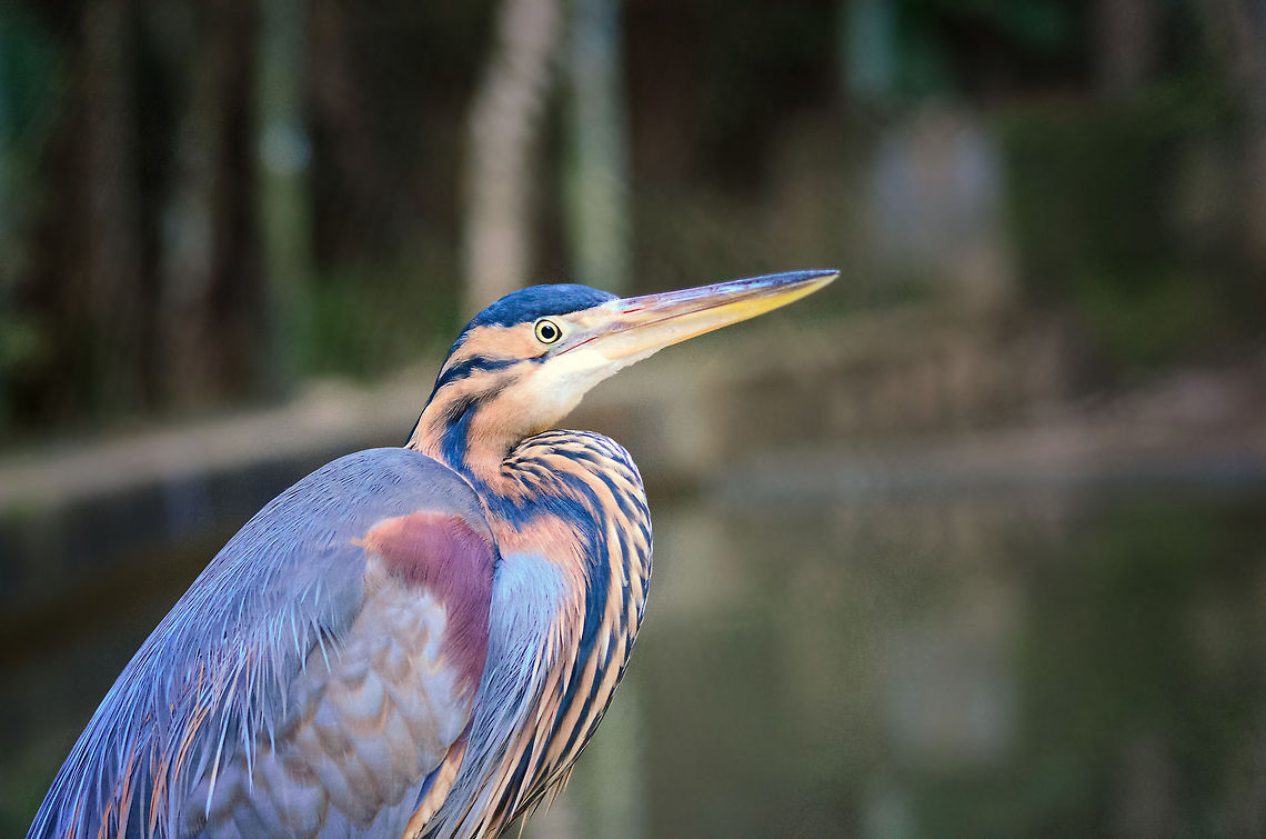 Ardea purpurea madagascariensis in front of pond A rare sub specie of the Purple heron, the Ardea purpurea madagascariensis, stands in front of a pond at a small animal park near Andasibe, Madagascar. Andasibe,Ardea purpurea,Madagascar,Purple Heron