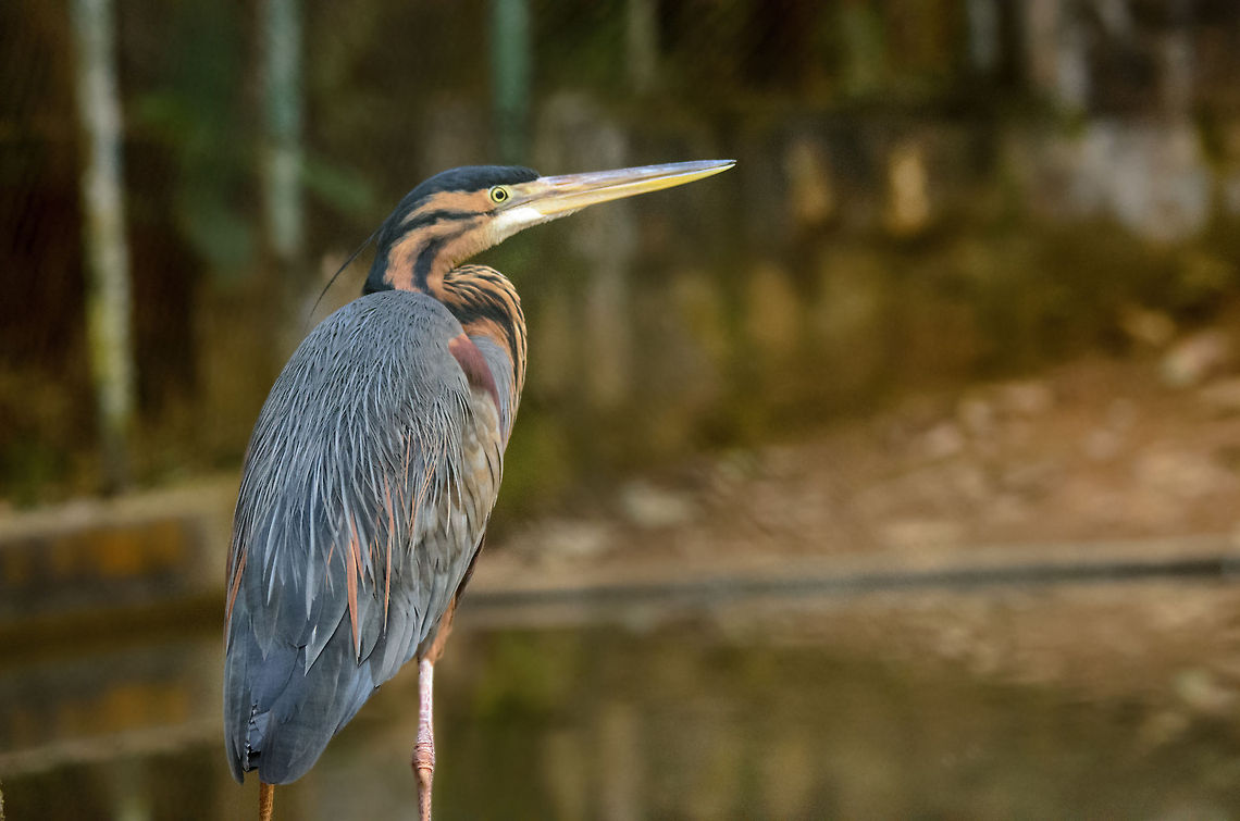 Ardea purpurea madagascariensis on the lookout  Andasibe,Ardea purpurea,Madagascar,Purple Heron