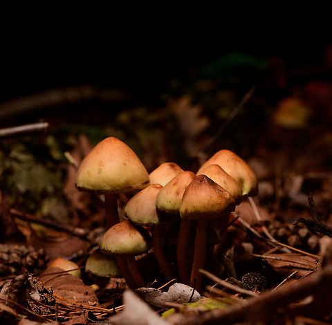 Hypholoma fasciculare - 2, Heeswijk-Dinther, Netherlands Assumed species, they are very variable so do correct me where I go wrong.  Europe,Heeswijk-Dinther,Hypholoma fasciculare,Netherlands,Sulphur tuft,World