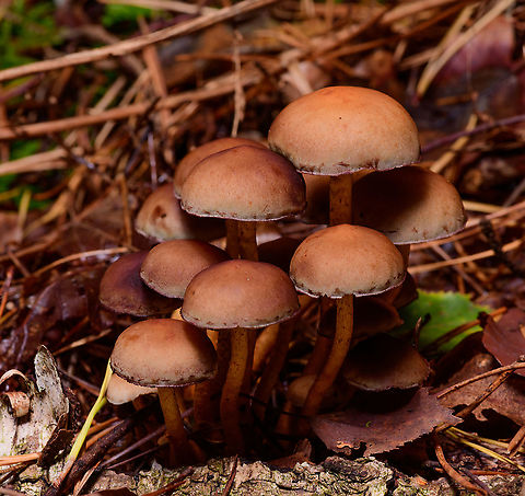 Hypholoma fasciculare, Heeswijk-Dinther, Netherlands Assumed species, they are very variable so do correct me where I go wrong. Europe,Heeswijk-Dinther,Hypholoma fasciculare,Netherlands,Sulphur tuft,World