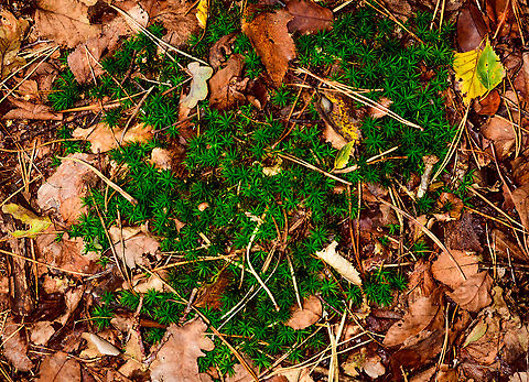 Polytrichum formosum, Heeswijk-Dinther, Netherlands This haircap moss is either a Polytrichum commune, or a Polytrichum formosum. All other haircap mosses can easily be excluded within the Netherlands. I think this is likely Polytrichum formosum, dutch common name "Fraai Haarmos", or "Beautiful Hair Moss".

I've taken some clues from this article (dutch):
https://www.yavannah.nl/infoteksten/haarmos/haarmos.php

Polytrichum formosum:
- Grows in forests only, whilst Polytrichum commune grows in swamps (mostly)
- Very sharp leaf edge
- About 10cm long max (these were 5cm)
- Deep dark green (Polytrichum commune is longer, paler, grows a bit more sloppy)
https://www.jungledragon.com/image/91988/polytrichum_formosum_-_front_view_heeswijk-dinther_netherlands.html
https://www.jungledragon.com/image/91989/polytrichum_formosum_-_front_view_heeswijk-dinther_netherlands.html Europe,Heeswijk-Dinther,Netherlands,Polytrichum formosum,World