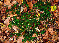 Polytrichum formosum, Heeswijk-Dinther, Netherlands This haircap moss is either a Polytrichum commune, or a Polytrichum formosum. All other haircap mosses can easily be excluded within the Netherlands. I think this is likely Polytrichum formosum, dutch common name "Fraai Haarmos", or "Beautiful Hair Moss".<br />
<br />
I've taken some clues from this article (dutch):<br />
https://www.yavannah.nl/infoteksten/haarmos/haarmos.php<br />
<br />
Polytrichum formosum:<br />
- Grows in forests only, whilst Polytrichum commune grows in swamps (mostly)<br />
- Very sharp leaf edge<br />
- About 10cm long max (these were 5cm)<br />
- Deep dark green (Polytrichum commune is longer, paler, grows a bit more sloppy)<br />
https://www.jungledragon.com/image/91988/polytrichum_formosum_-_front_view_heeswijk-dinther_netherlands.html<br />
https://www.jungledragon.com/image/91989/polytrichum_formosum_-_front_view_heeswijk-dinther_netherlands.html Europe,Heeswijk-Dinther,Netherlands,Polytrichum formosum,World