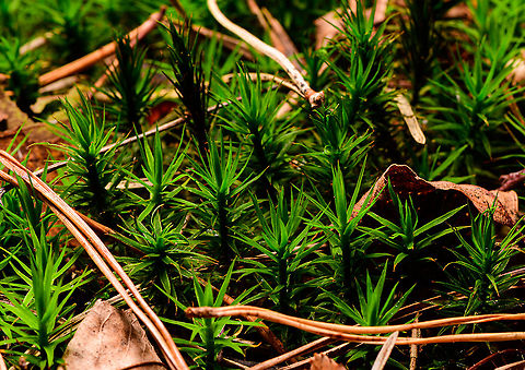 Polytrichum formosum - front view, Heeswijk-Dinther, Netherlands This haircap moss is either a Polytrichum commune, or a Polytrichum formosum. All other haircap mosses can easily be excluded within the Netherlands. I think this is likely Polytrichum formosum, dutch common name "Fraai Haarmos", or "Beautiful Hair Moss".

I've taken some clues from this article (dutch):
https://www.yavannah.nl/infoteksten/haarmos/haarmos.php

Polytrichum formosum:
- Grows in forests only, whilst Polytrichum commune grows in swamps (mostly)
- Very sharp leaf edge
- About 10cm long max (these were 5cm)
- Deep dark green (Polytrichum commune is longer, paler, grows a bit more sloppy)
https://www.jungledragon.com/image/91987/polytrichum_formosum_heeswijk-dinther_netherlands.html
https://www.jungledragon.com/image/91989/polytrichum_formosum_-_front_view_heeswijk-dinther_netherlands.html Europe,Heeswijk-Dinther,Netherlands,Polytrichum formosum,World