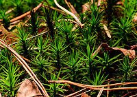 Polytrichum formosum - front view, Heeswijk-Dinther, Netherlands This haircap moss is either a Polytrichum commune, or a Polytrichum formosum. All other haircap mosses can easily be excluded within the Netherlands. I think this is likely Polytrichum formosum, dutch common name "Fraai Haarmos", or "Beautiful Hair Moss".<br />
<br />
I've taken some clues from this article (dutch):<br />
https://www.yavannah.nl/infoteksten/haarmos/haarmos.php<br />
<br />
Polytrichum formosum:<br />
- Grows in forests only, whilst Polytrichum commune grows in swamps (mostly)<br />
- Very sharp leaf edge<br />
- About 10cm long max (these were 5cm)<br />
- Deep dark green (Polytrichum commune is longer, paler, grows a bit more sloppy)<br />
https://www.jungledragon.com/image/91987/polytrichum_formosum_heeswijk-dinther_netherlands.html<br />
https://www.jungledragon.com/image/91989/polytrichum_formosum_-_front_view_heeswijk-dinther_netherlands.html Europe,Heeswijk-Dinther,Netherlands,Polytrichum formosum,World