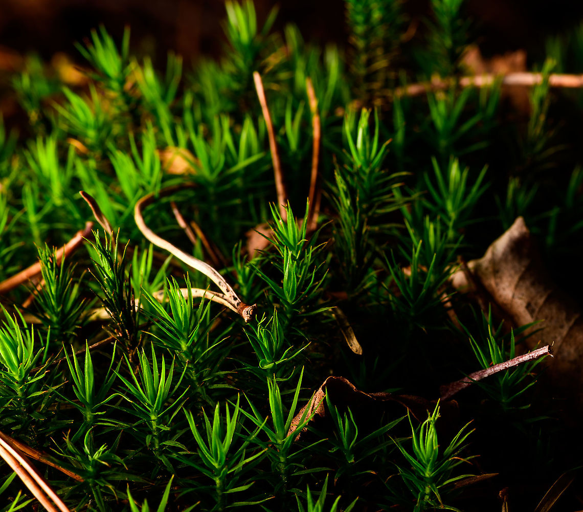 Polytrichum formosum - front view, Heeswijk-Dinther, Netherlands This haircap moss is either a Polytrichum commune, or a Polytrichum formosum. All other haircap mosses can easily be excluded within the Netherlands. I think this is likely Polytrichum formosum, dutch common name "Fraai Haarmos", or "Beautiful Hair Moss".<br />
<br />
I've taken some clues from this article (dutch):<br />
<a href="https://www.yavannah.nl/infoteksten/haarmos/haarmos.php" rel="nofollow">https://www.yavannah.nl/infoteksten/haarmos/haarmos.php</a><br />
<br />
Polytrichum formosum:<br />
- Grows in forests only, whilst Polytrichum commune grows in swamps (mostly)<br />
- Very sharp leaf edge<br />
- About 10cm long max (these were 5cm)<br />
- Deep dark green (Polytrichum commune is longer, paler, grows a bit more sloppy)<br />
<figure class="photo"><a href="https://www.jungledragon.com/image/91987/polytrichum_formosum_heeswijk-dinther_netherlands.html" title="Polytrichum formosum, Heeswijk-Dinther, Netherlands"><img src="https://s3.amazonaws.com/media.jungledragon.com/images/2/91987_thumb.jpg?AWSAccessKeyId=05GMT0V3GWVNE7GGM1R2&Expires=1759968010&Signature=c4yqqTpg8u3AXFg6%2Fr9ISBKqNag%3D" width="200" height="146" alt="Polytrichum formosum, Heeswijk-Dinther, Netherlands This haircap moss is either a Polytrichum commune, or a Polytrichum formosum. All other haircap mosses can easily be excluded within the Netherlands. I think this is likely Polytrichum formosum, dutch common name "Fraai Haarmos", or "Beautiful Hair Moss".<br />
<br />
I've taken some clues from this article (dutch):<br />
https://www.yavannah.nl/infoteksten/haarmos/haarmos.php<br />
<br />
Polytrichum formosum:<br />
- Grows in forests only, whilst Polytrichum commune grows in swamps (mostly)<br />
- Very sharp leaf edge<br />
- About 10cm long max (these were 5cm)<br />
- Deep dark green (Polytrichum commune is longer, paler, grows a bit more sloppy)<br />
https://www.jungledragon.com/image/91988/polytrichum_formosum_-_front_view_heeswijk-dinther_netherlands.html<br />
https://www.jungledragon.com/image/91989/polytrichum_formosum_-_front_view_heeswijk-dinther_netherlands.html Europe,Heeswijk-Dinther,Netherlands,Polytrichum formosum,World" /></a></figure><br />
<figure class="photo"><a href="https://www.jungledragon.com/image/91988/polytrichum_formosum_-_front_view_heeswijk-dinther_netherlands.html" title="Polytrichum formosum - front view, Heeswijk-Dinther, Netherlands"><img src="https://s3.amazonaws.com/media.jungledragon.com/images/2/91988_thumb.jpg?AWSAccessKeyId=05GMT0V3GWVNE7GGM1R2&Expires=1759968010&Signature=QXM19ZVkOgKzc%2FQBiHrHPkgm0tI%3D" width="200" height="142" alt="Polytrichum formosum - front view, Heeswijk-Dinther, Netherlands This haircap moss is either a Polytrichum commune, or a Polytrichum formosum. All other haircap mosses can easily be excluded within the Netherlands. I think this is likely Polytrichum formosum, dutch common name "Fraai Haarmos", or "Beautiful Hair Moss".<br />
<br />
I've taken some clues from this article (dutch):<br />
https://www.yavannah.nl/infoteksten/haarmos/haarmos.php<br />
<br />
Polytrichum formosum:<br />
- Grows in forests only, whilst Polytrichum commune grows in swamps (mostly)<br />
- Very sharp leaf edge<br />
- About 10cm long max (these were 5cm)<br />
- Deep dark green (Polytrichum commune is longer, paler, grows a bit more sloppy)<br />
https://www.jungledragon.com/image/91987/polytrichum_formosum_heeswijk-dinther_netherlands.html<br />
https://www.jungledragon.com/image/91989/polytrichum_formosum_-_front_view_heeswijk-dinther_netherlands.html Europe,Heeswijk-Dinther,Netherlands,Polytrichum formosum,World" /></a></figure> Europe,Heeswijk-Dinther,Netherlands,Polytrichum formosum,World