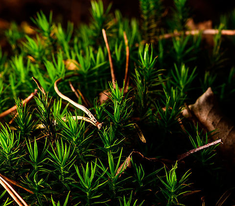 Polytrichum formosum - front view, Heeswijk-Dinther, Netherlands This haircap moss is either a Polytrichum commune, or a Polytrichum formosum. All other haircap mosses can easily be excluded within the Netherlands. I think this is likely Polytrichum formosum, dutch common name "Fraai Haarmos", or "Beautiful Hair Moss".

I've taken some clues from this article (dutch):
https://www.yavannah.nl/infoteksten/haarmos/haarmos.php

Polytrichum formosum:
- Grows in forests only, whilst Polytrichum commune grows in swamps (mostly)
- Very sharp leaf edge
- About 10cm long max (these were 5cm)
- Deep dark green (Polytrichum commune is longer, paler, grows a bit more sloppy)
https://www.jungledragon.com/image/91987/polytrichum_formosum_heeswijk-dinther_netherlands.html
https://www.jungledragon.com/image/91988/polytrichum_formosum_-_front_view_heeswijk-dinther_netherlands.html Europe,Heeswijk-Dinther,Netherlands,Polytrichum formosum,World