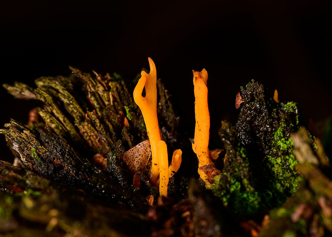 Yellow Staghorn, Heeswijk-Dinther, Netherlands An early stage, I guess, as it&#039;s not branched out that much yet. Typically growing on (very) rotten pines. Calocera viscosa,Europe,Heeswijk-Dinther,Netherlands,World,Yellow stagshorn