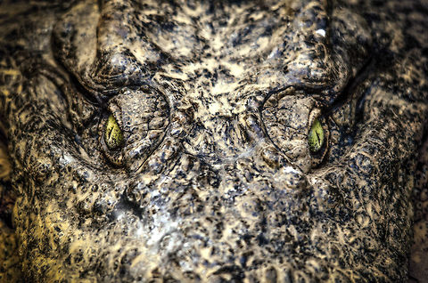 Awaken the giant The Malagasy sub specie of the giant Nile Crocodile is a creature of few words, yet many teeth. At times like these, 500mm of zoom range comes in handy. Andasibe,Crocodylus niloticus,Madagascar,Nile crocodile