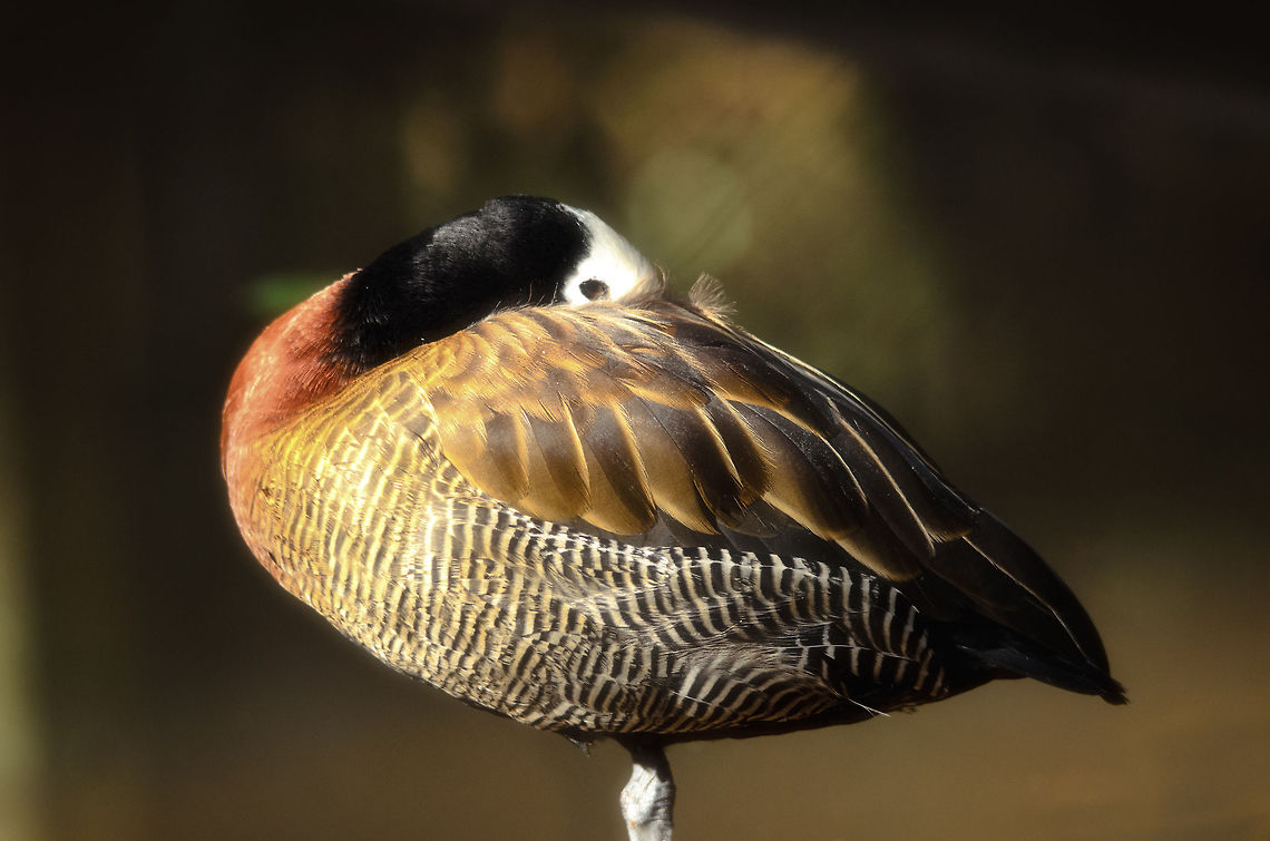 White-faced Whistling Duck in Madagascar  Andasibe,Dendrocygna viduata,Madagascar,White-faced Whistling Duck
