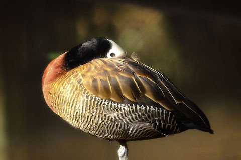 White-faced Whistling Duck in Madagascar  Andasibe,Dendrocygna viduata,Madagascar,White-faced Whistling Duck