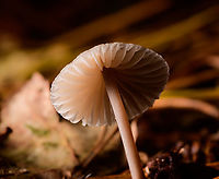 Mycena sp. - Gills, Heeswijk-Dinther, Netherlands https://www.jungledragon.com/image/92083/mycena_sp._heeswijk-dinther_netherlands.html Europe,Heeswijk-Dinther,Netherlands,World
