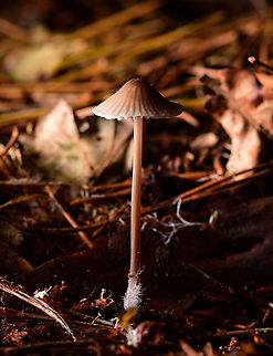 Mycena sp.? Heeswijk-Dinther, Netherlands With exposed mycelium, I think?
https://www.jungledragon.com/image/92082/mycena_sp._-_gills_heeswijk-dinther_netherlands.html Europe,Heeswijk-Dinther,Milking bonnet,Mycena galopus,Netherlands,World