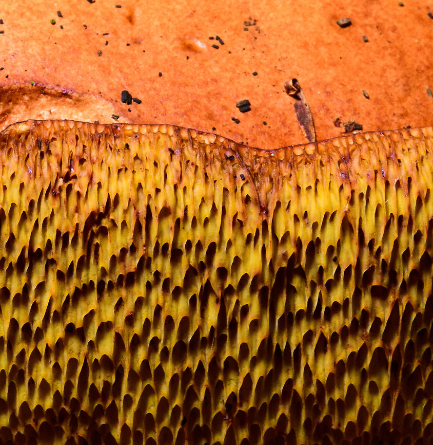 Bay bolete - tubes, Heeswijk-Dinther,Netherlands <figure class="photo"><a href="https://www.jungledragon.com/image/92085/bay_bolete_heeswijk-dinthernetherlands.html" title="Bay Bolete, Heeswijk-Dinther,Netherlands"><img src="https://s3.amazonaws.com/media.jungledragon.com/images/2/92085_thumb.jpg?AWSAccessKeyId=05GMT0V3GWVNE7GGM1R2&Expires=1767225610&Signature=O3U3e%2FJAhZ6cfKHJW9t4S7Dtr4k%3D" width="200" height="134" alt="Bay Bolete, Heeswijk-Dinther,Netherlands https://www.jungledragon.com/image/92084/bay_bolete_-_tubes_heeswijk-dinthernetherlands.html Bay bolete,Europe,Heeswijk-Dinther,Imleria badia,Netherlands,World" /></a></figure> Europe,Heeswijk-Dinther,Netherlands,World