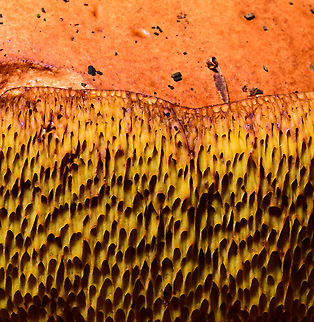 Bay bolete - tubes, Heeswijk-Dinther,Netherlands https://www.jungledragon.com/image/92085/bay_bolete_heeswijk-dinthernetherlands.html Europe,Heeswijk-Dinther,Netherlands,World