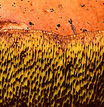 Bay bolete - tubes, Heeswijk-Dinther,Netherlands https://www.jungledragon.com/image/92085/bay_bolete_heeswijk-dinthernetherlands.html Europe,Heeswijk-Dinther,Netherlands,World