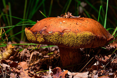Bay Bolete, Heeswijk-Dinther,Netherlands https://www.jungledragon.com/image/92084/bay_bolete_-_tubes_heeswijk-dinthernetherlands.html Bay bolete,Europe,Heeswijk-Dinther,Imleria badia,Netherlands,World