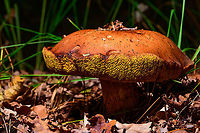 Bay Bolete, Heeswijk-Dinther,Netherlands https://www.jungledragon.com/image/92084/bay_bolete_-_tubes_heeswijk-dinthernetherlands.html Bay bolete,Europe,Heeswijk-Dinther,Imleria badia,Netherlands,World