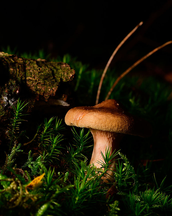 Unknown fungus, Heeswijk-Dinther, Netherlands I could use some help identifying this one, don't know where to start. In return, I will offer you this single angle only. <br />
Particular interesting feature is the thick pointy hat. It was growing on moss. Europe,Heeswijk-Dinther,Netherlands,World