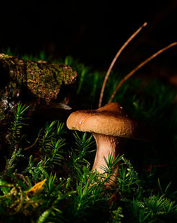 Unknown fungus, Heeswijk-Dinther, Netherlands I could use some help identifying this one, don't know where to start. In return, I will offer you this single angle only. 
Particular interesting feature is the thick pointy hat. It was growing on moss. Europe,Heeswijk-Dinther,Netherlands,World