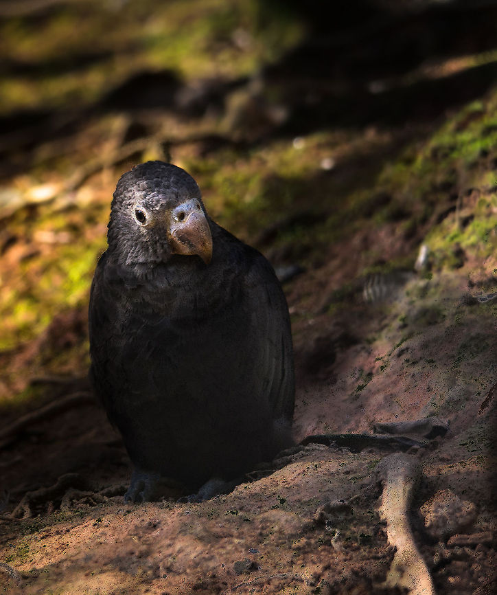 Greater Vasa Parrot From a tropical island like Madagascar, known for its unique and bizarre creatures, you might expect a unique set of colorful parrots as well. Strangely enough though, there are very few parrots, and the ones found are relatively dull in appearance. This is of course not to say that this Greater Vasa Parrot, master of surviving harsh conditions, is not a beautiful specie. Andasibe,Coracopsis vasa,Greater Vasa Parrot,Madagascar