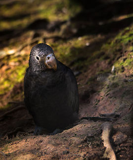 Greater Vasa Parrot From a tropical island like Madagascar, known for its unique and bizarre creatures, you might expect a unique set of colorful parrots as well. Strangely enough though, there are very few parrots, and the ones found are relatively dull in appearance. This is of course not to say that this Greater Vasa Parrot, master of surviving harsh conditions, is not a beautiful specie. Andasibe,Coracopsis vasa,Greater Vasa Parrot,Madagascar