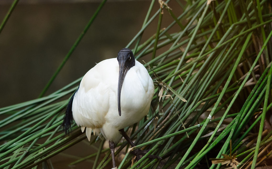 Malagasy Sacred Ibis I thought this would be one of the first photos I'm posting from our trip to Madagascar where the animal is NOT unique to the island. I was wrong again. The Malagasy Sacred Ibis is a seperate species from the "common" Sacred Ibis found elsewhere. Andasibe,Madagascar,Malagasy Sacred Ibis,Threskiornis bernieri